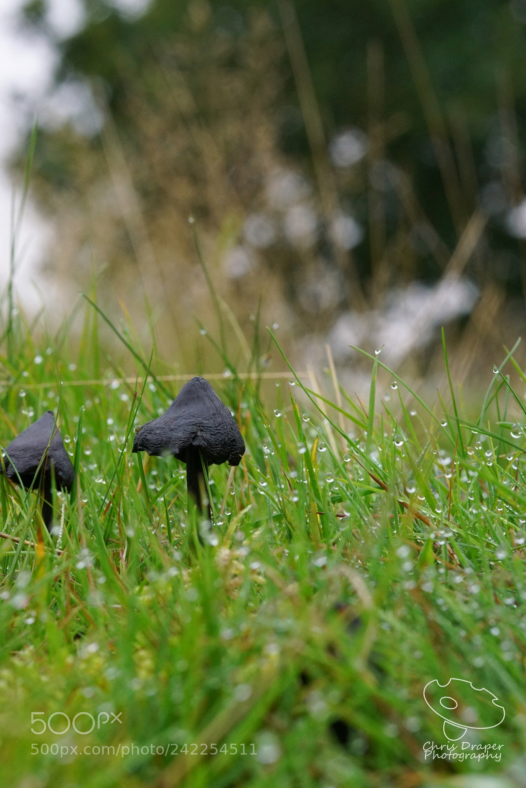 Sony ILCA-77M2 sample photo. Afterlife photography