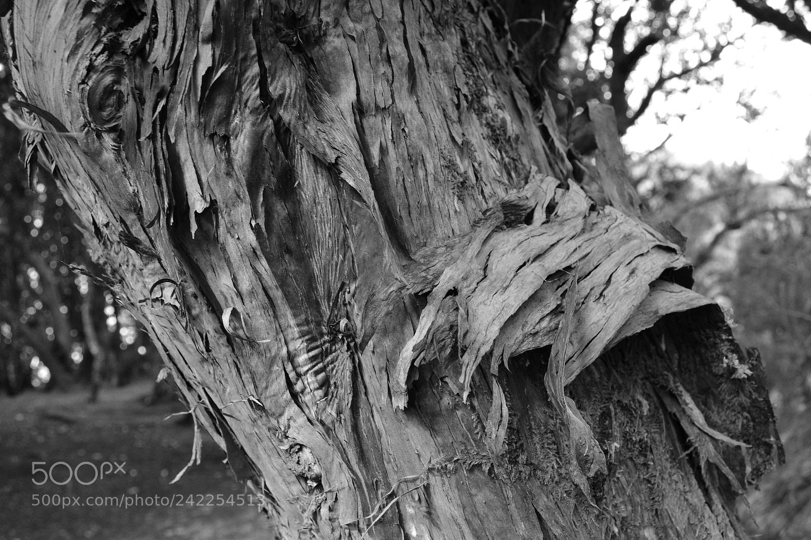 Nikon D3100 sample photo. Baumkruste photography
