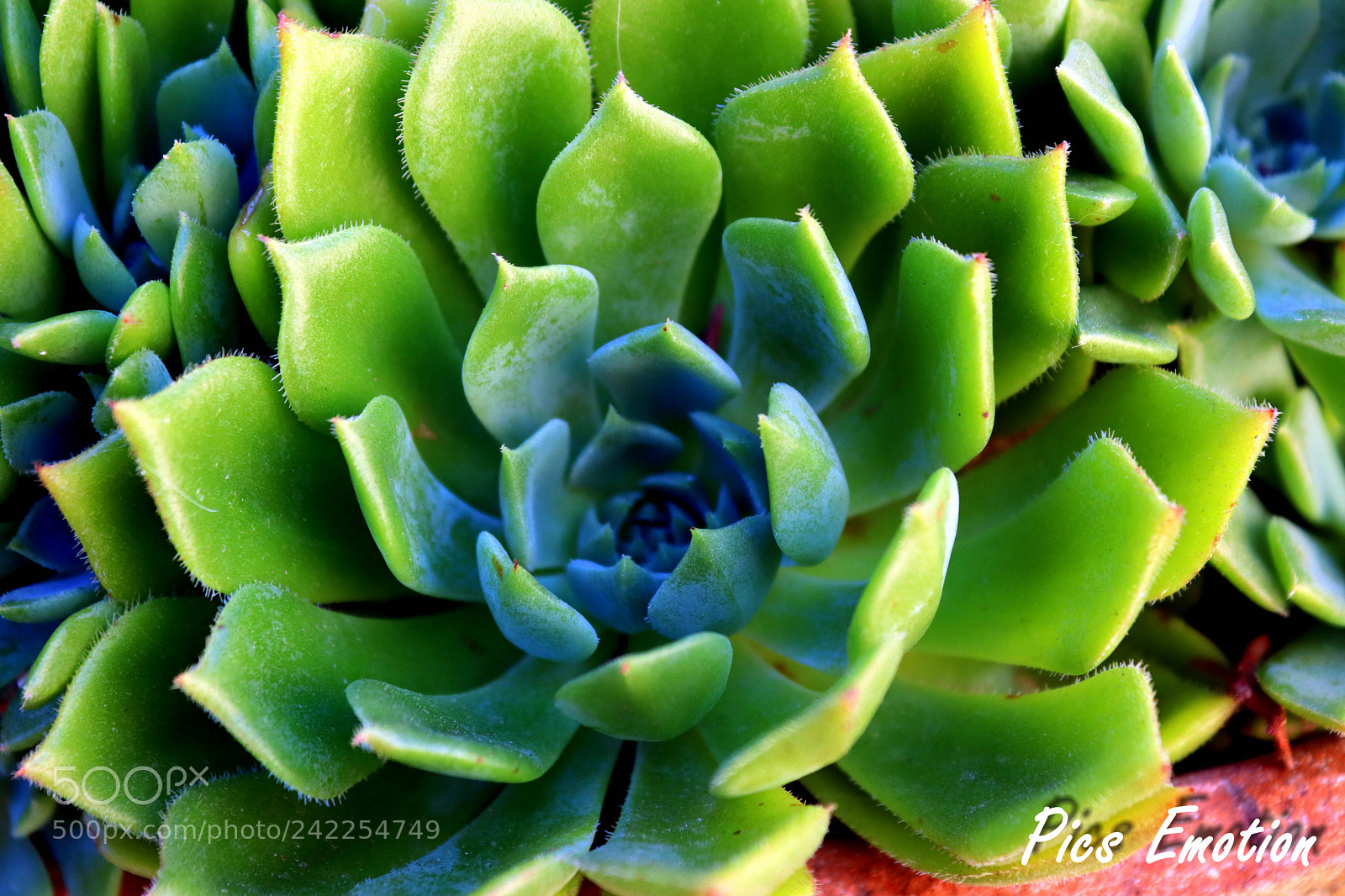 Canon EOS 77D (EOS 9000D / EOS 770D) sample photo. Img photography