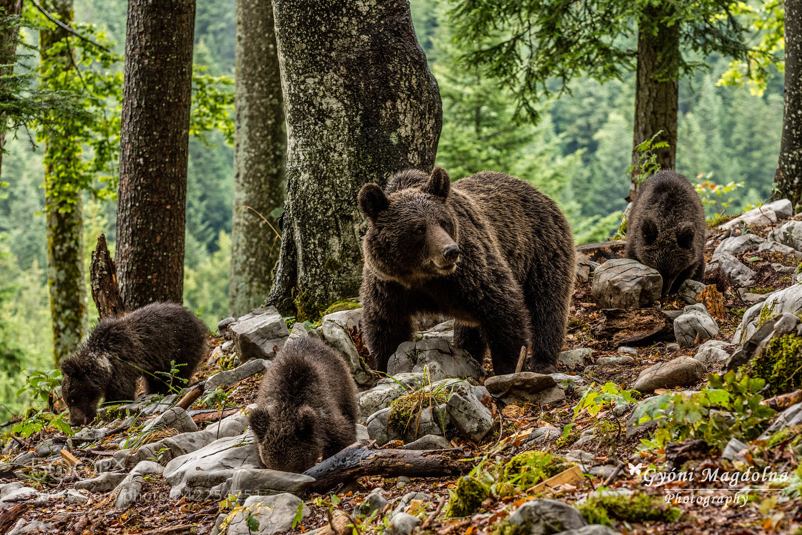 Nikon D7200 sample photo. Big bear family 2 photography