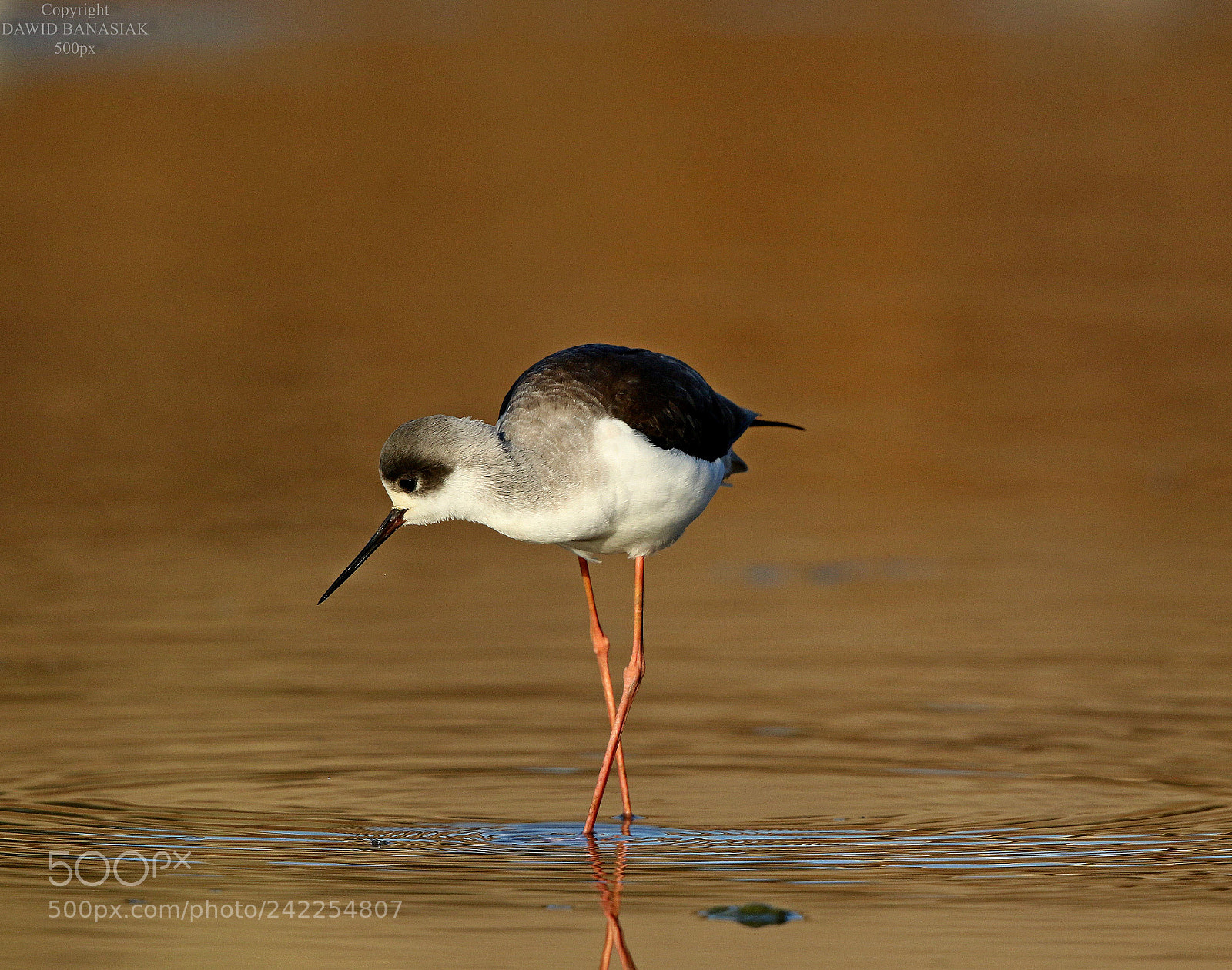 Canon EOS 7D Mark II sample photo. Stilt photography