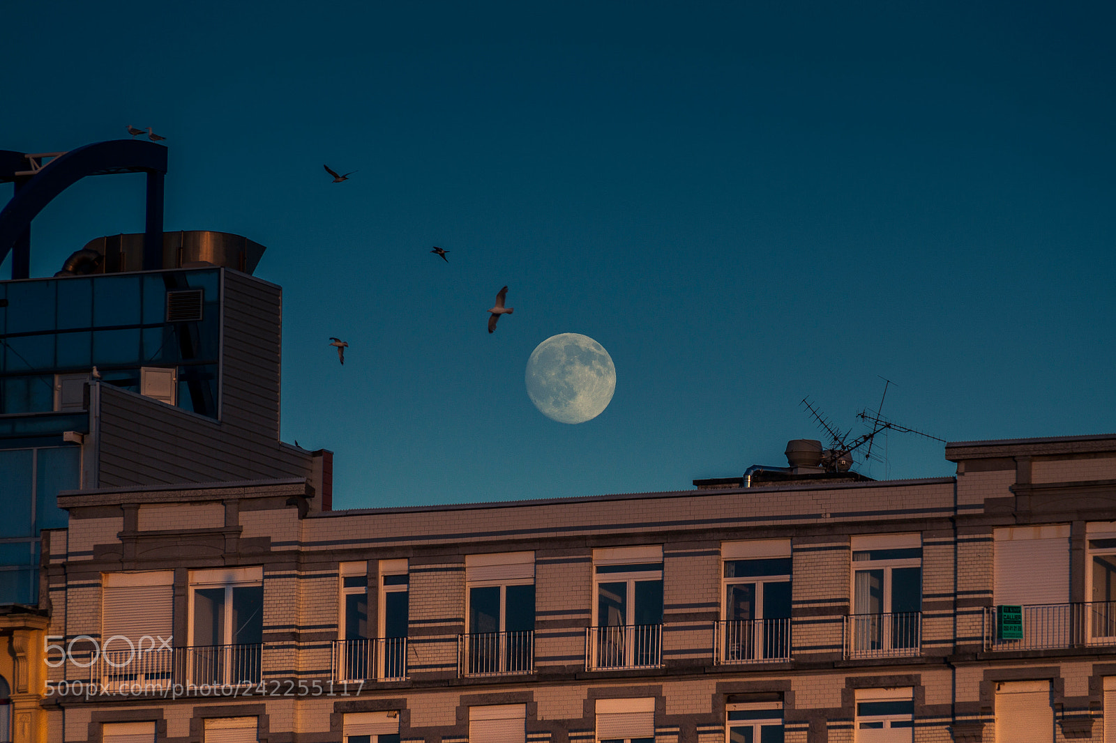 Canon EOS 500D (EOS Rebel T1i / EOS Kiss X3) sample photo. The moon likes sunsets photography