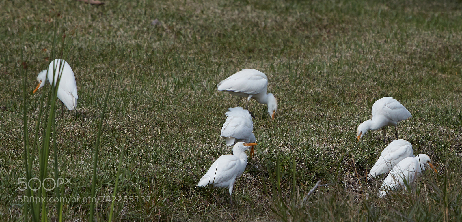 Canon EOS-1D X Mark II sample photo. 01-12-18-9069.jpg photography