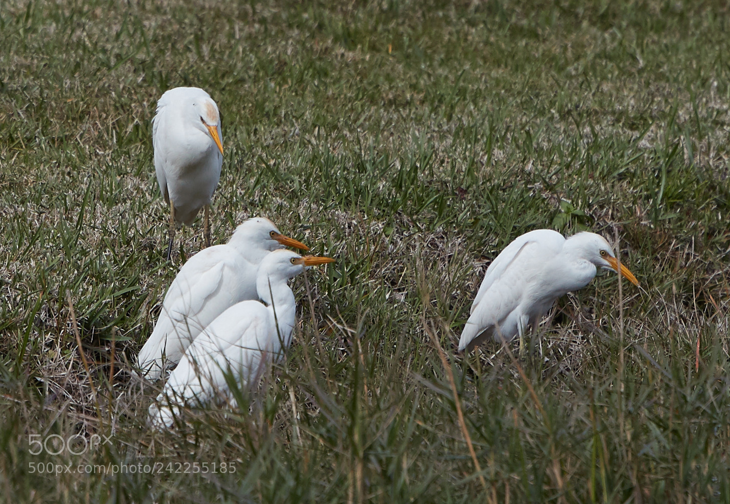 Canon EOS-1D X Mark II sample photo. 01-12-18-9070.jpg photography