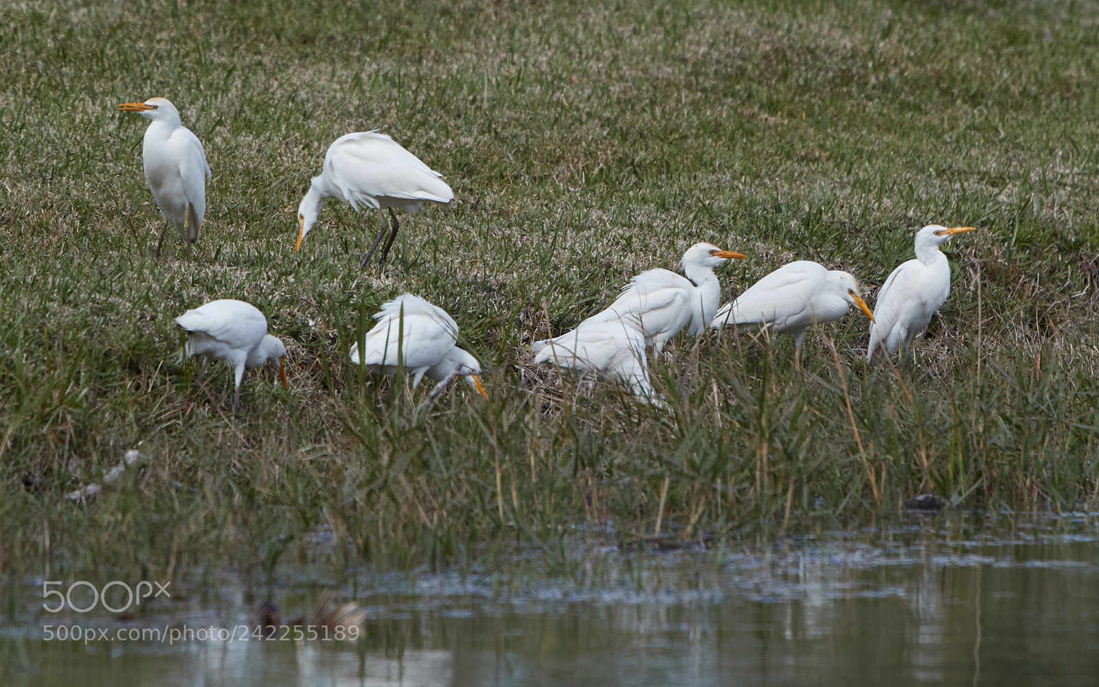 Canon EOS-1D X Mark II sample photo. 01-12-18-9074.jpg photography