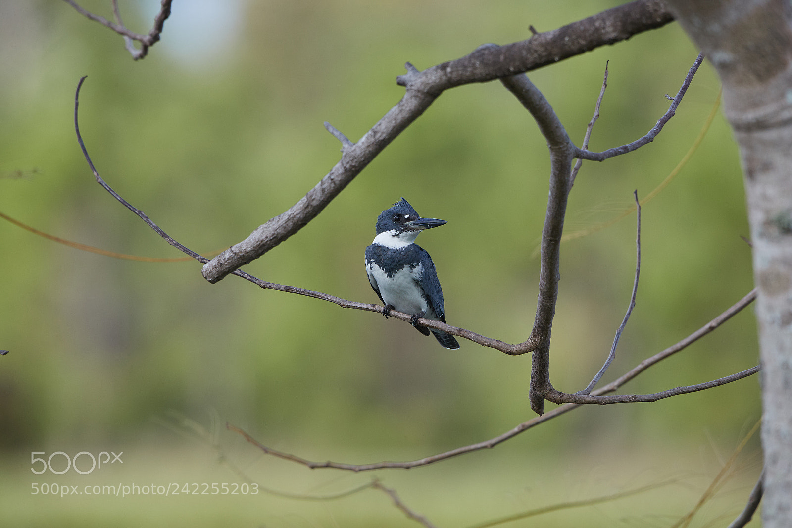 Canon EOS-1D X Mark II sample photo. 01-12-18-9076.jpg photography