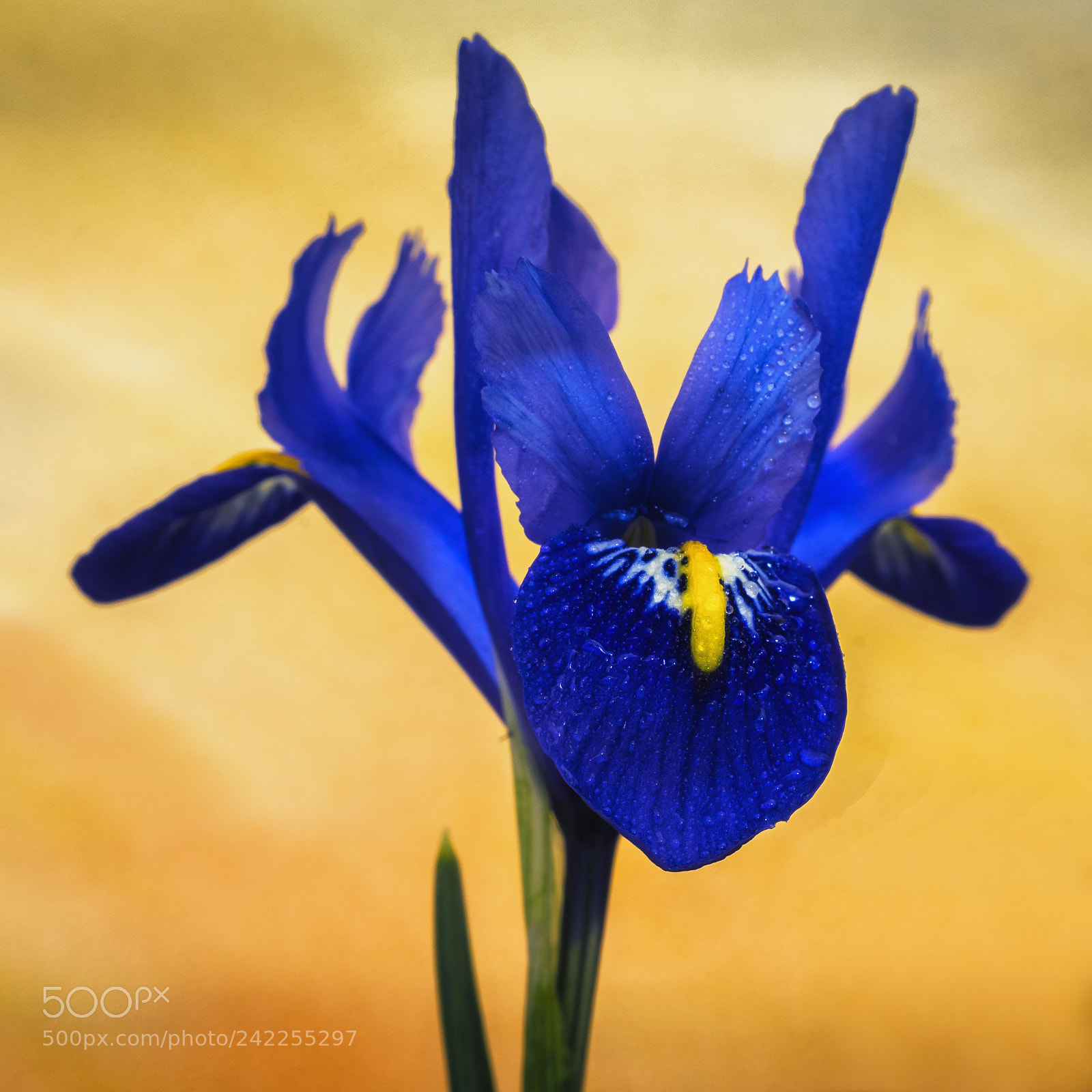 Sony SLT-A65 (SLT-A65V) sample photo. Iris reticulata photography