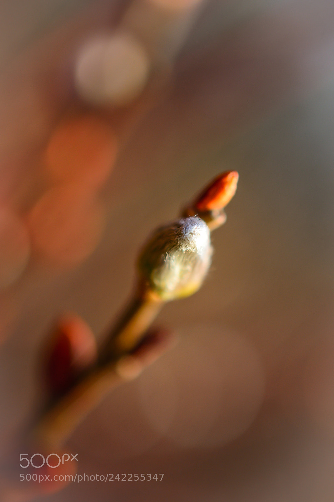 Nikon D3200 sample photo. * salix * photography