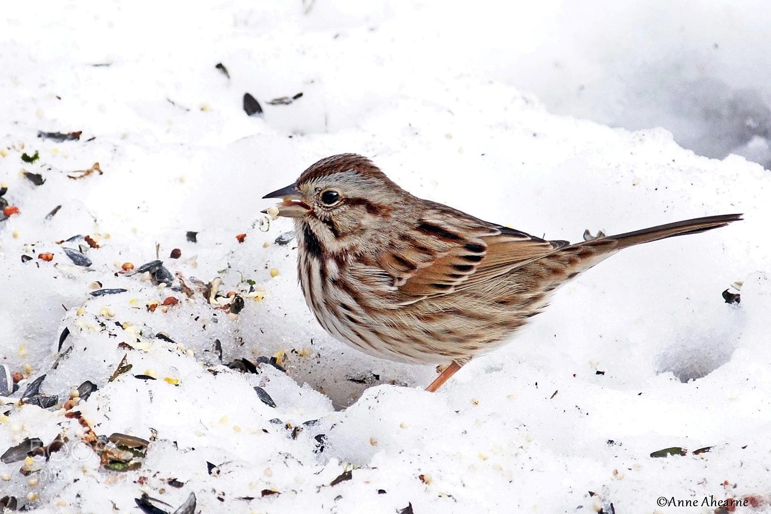 Sony ILCA-77M2 sample photo. Song sparrow photography