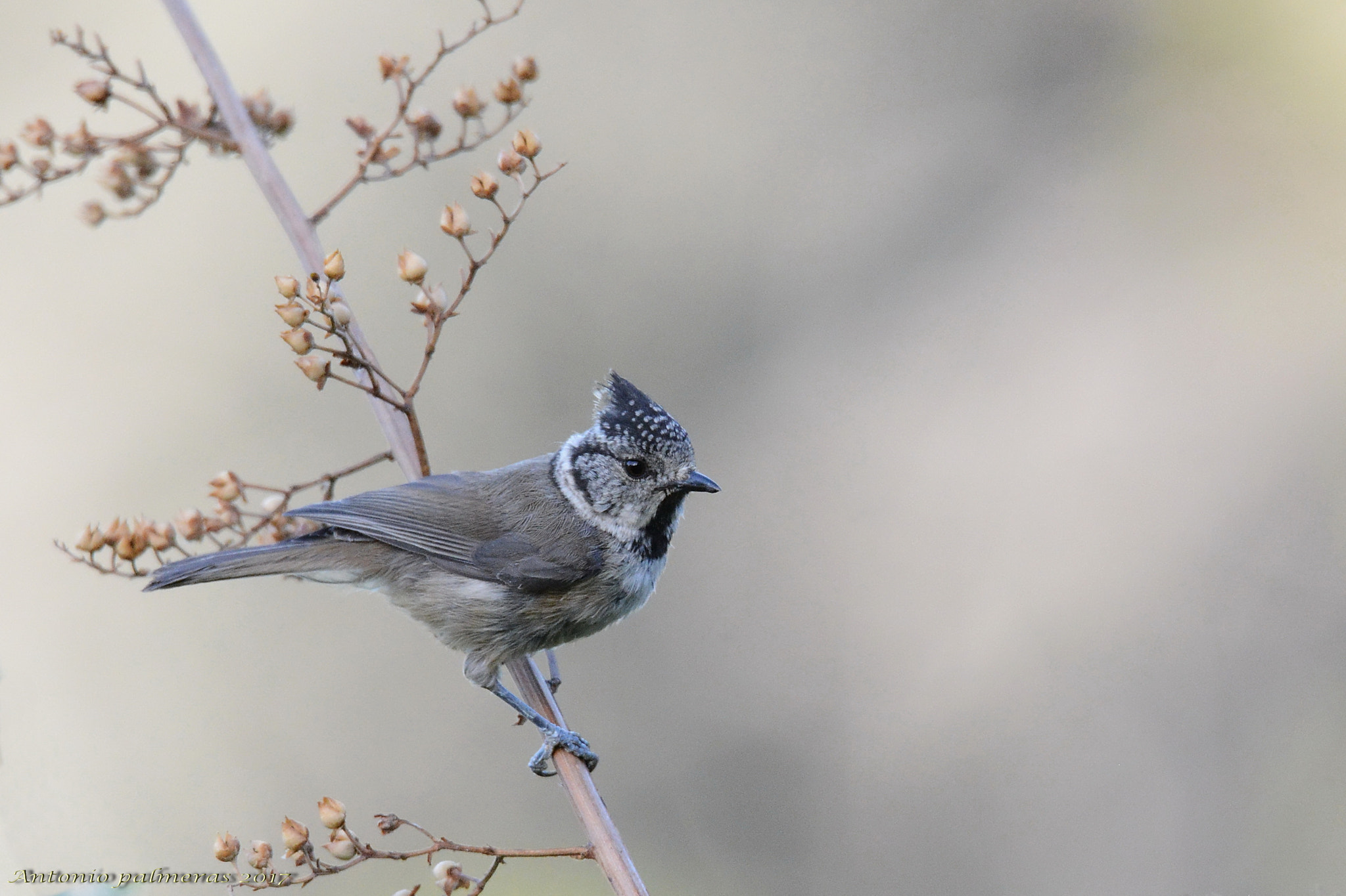 Nikon D7100 + Sigma 150-600mm F5-6.3 DG OS HSM | S sample photo. Herrerillo capuchino (lophophanes cristatus) photography