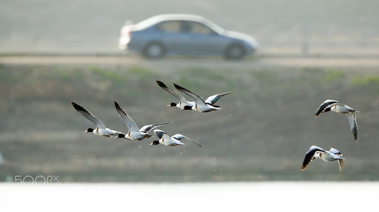 Canon EOS-1D X Mark II sample photo. Untitled photography
