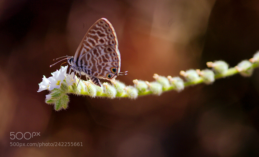 Pentax K20D sample photo. Buterfly photography