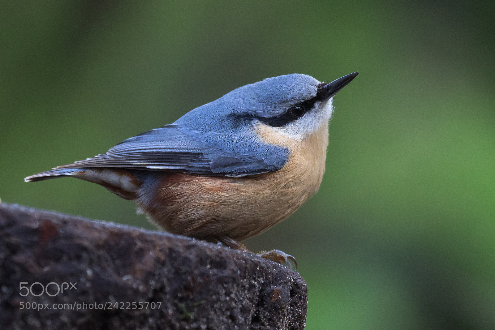 Olympus OM-D E-M1 sample photo. Eurasian nuthatch (sitta europaea) photography