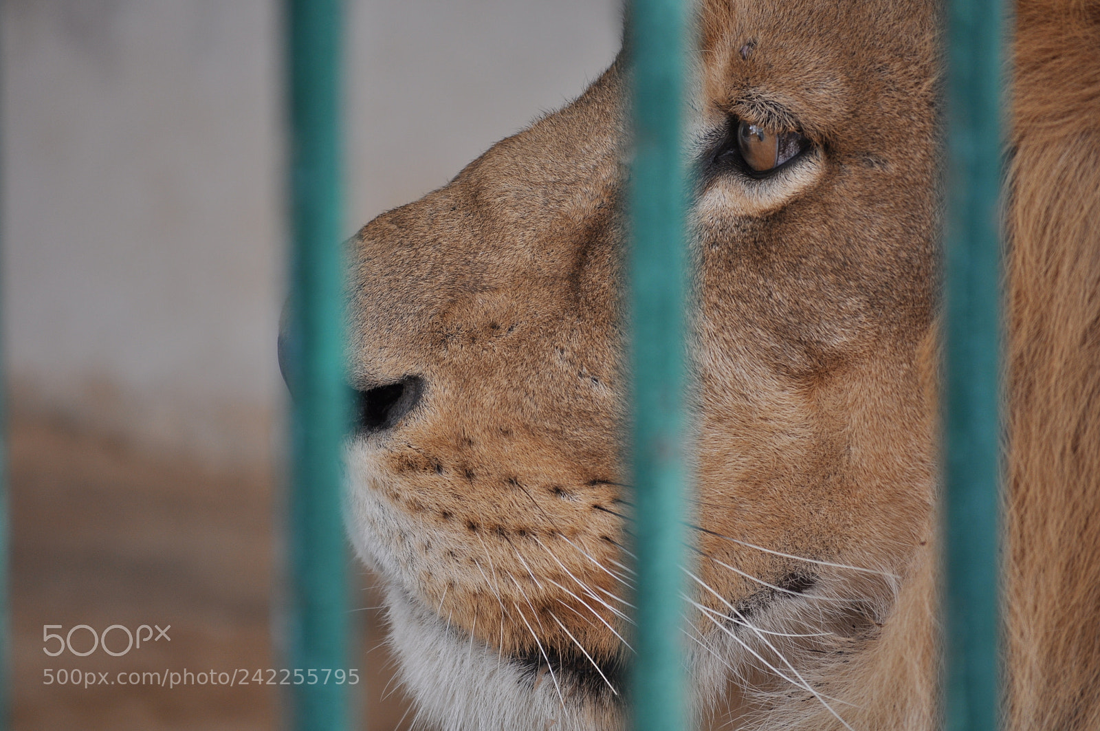 Nikon D5000 sample photo. Lion orbata photography