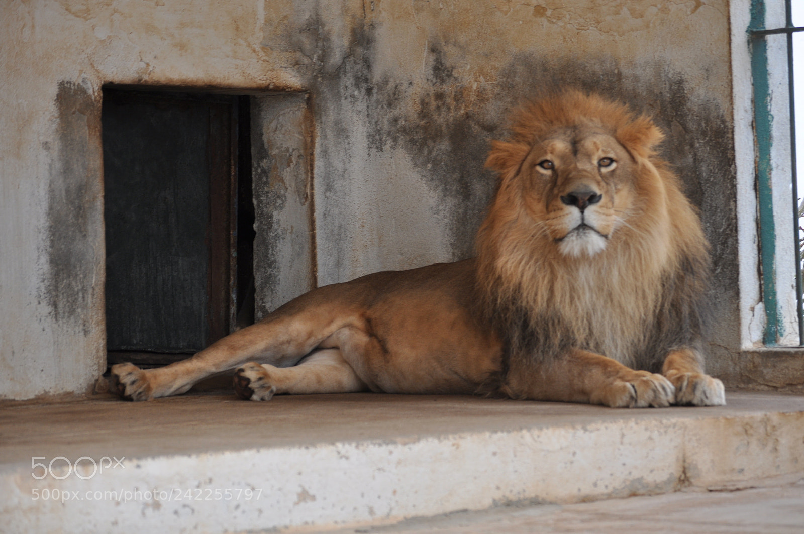 Nikon D5000 sample photo. Lion orbata photography