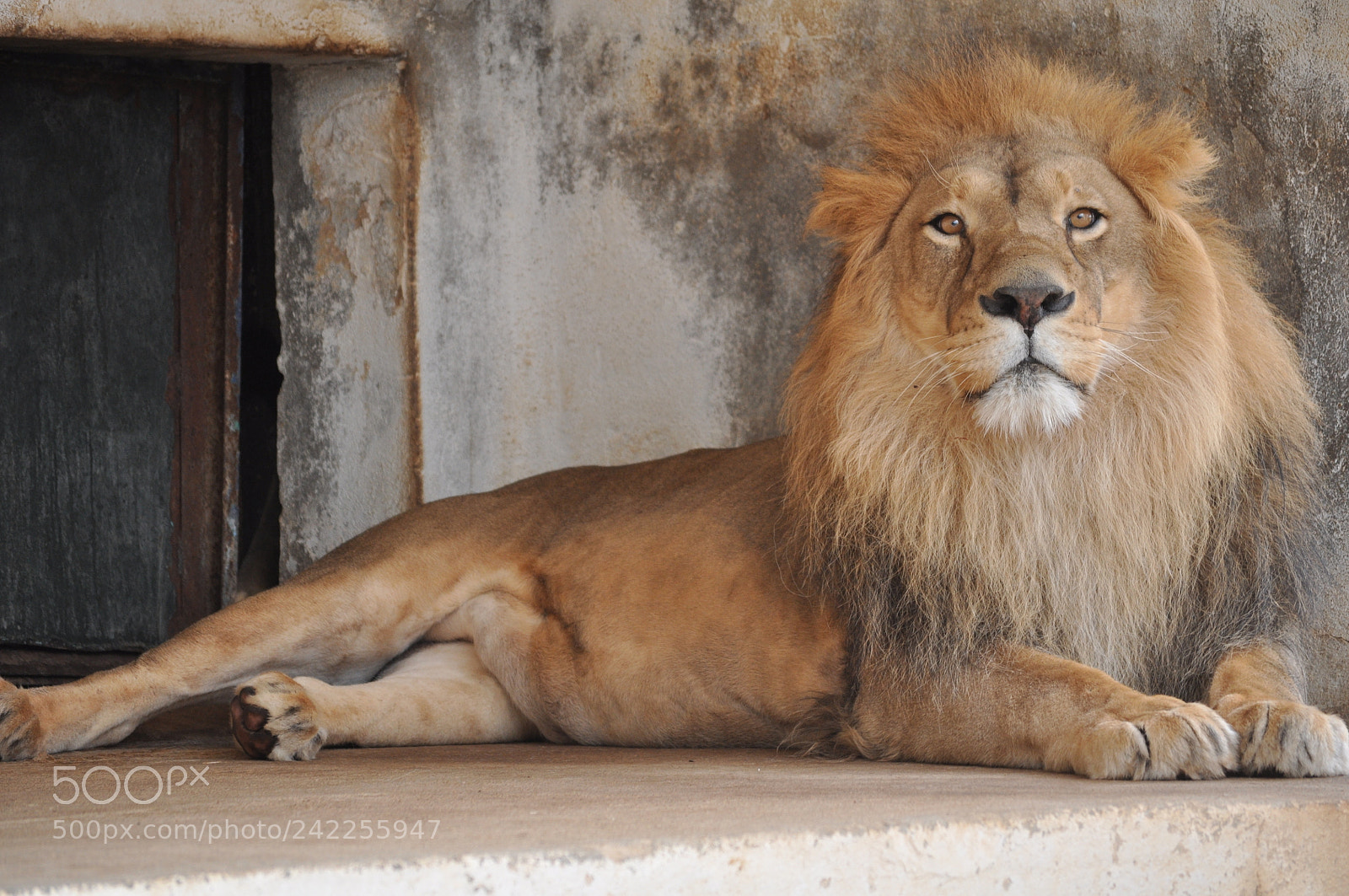 Nikon D5000 sample photo. Lion orbata photography