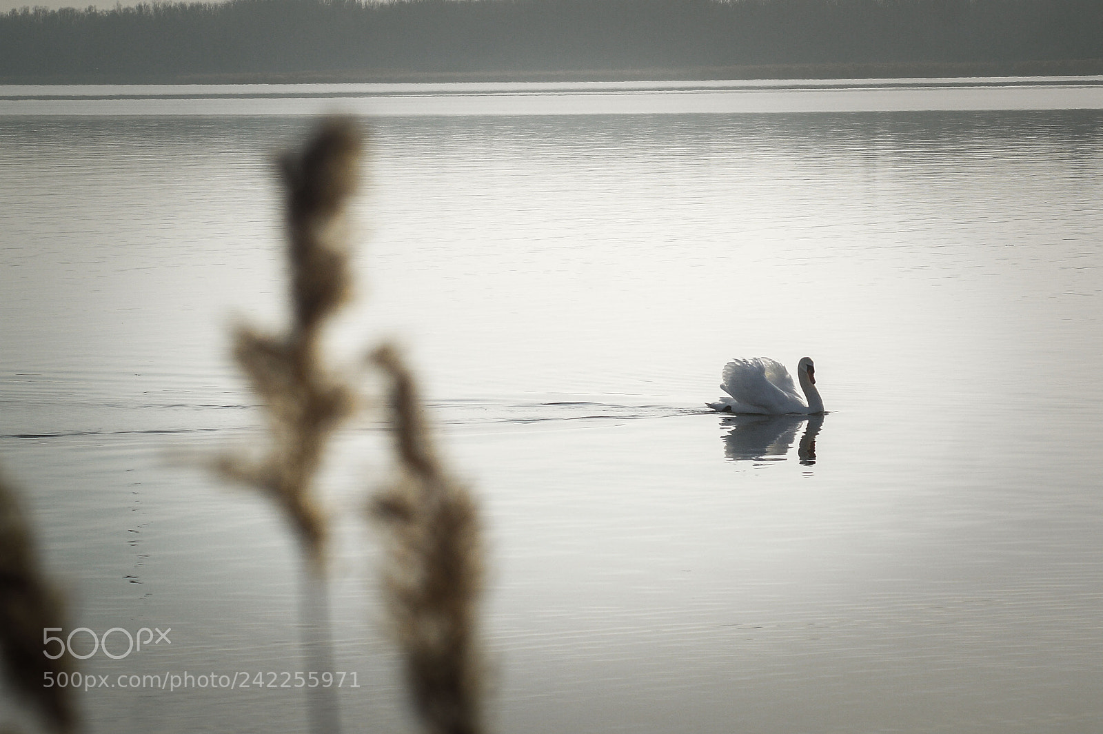 Sony SLT-A58 sample photo. Swan photography