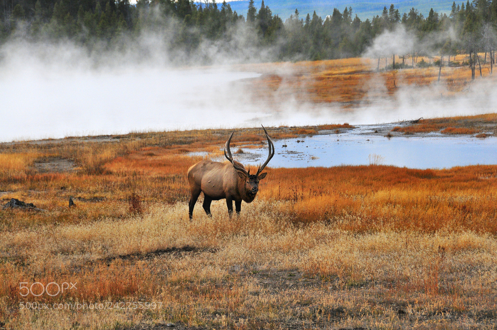 Nikon D300 sample photo. Yellowstone elk photography