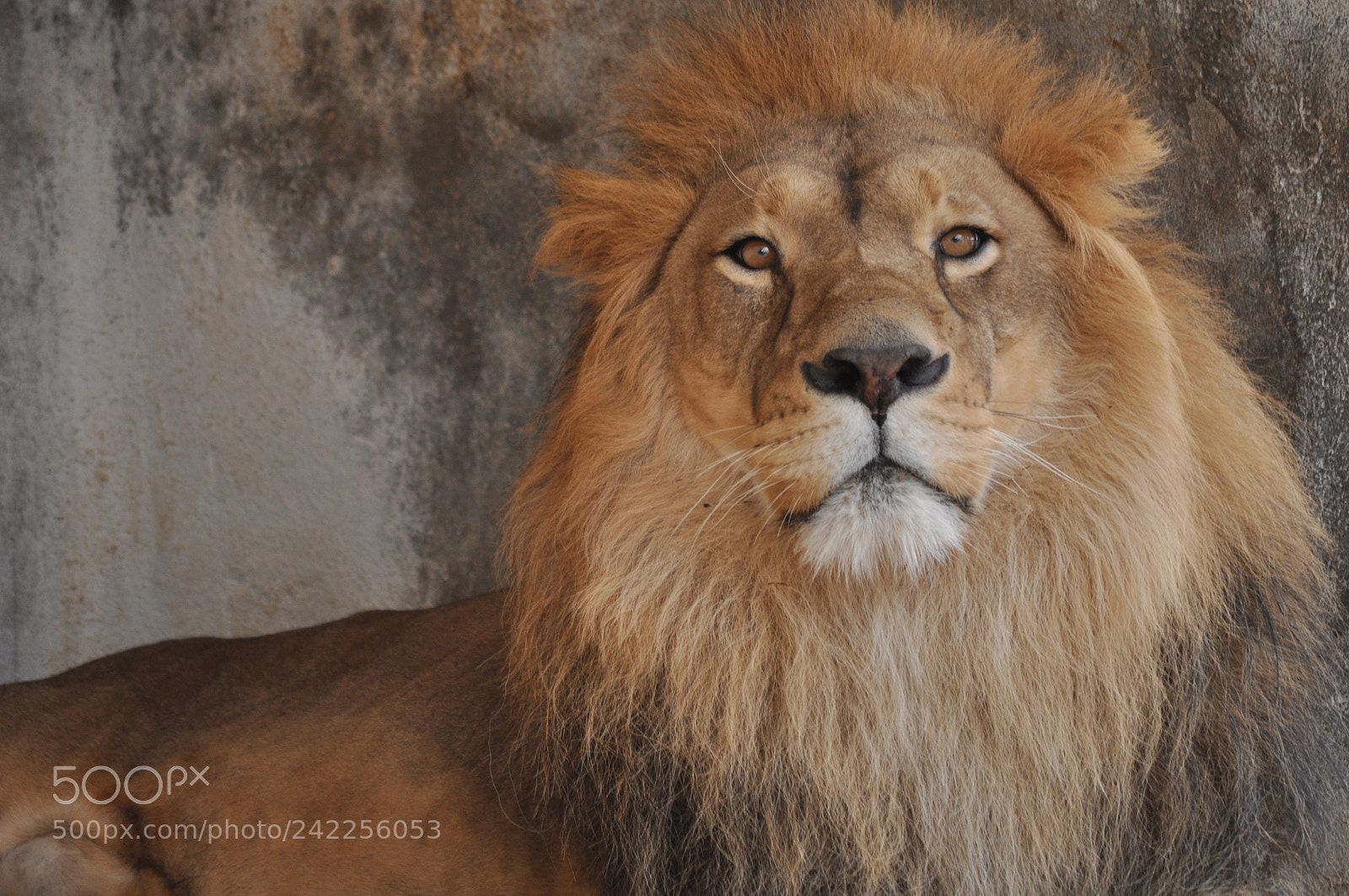 Nikon D5000 sample photo. Lion orbata photography
