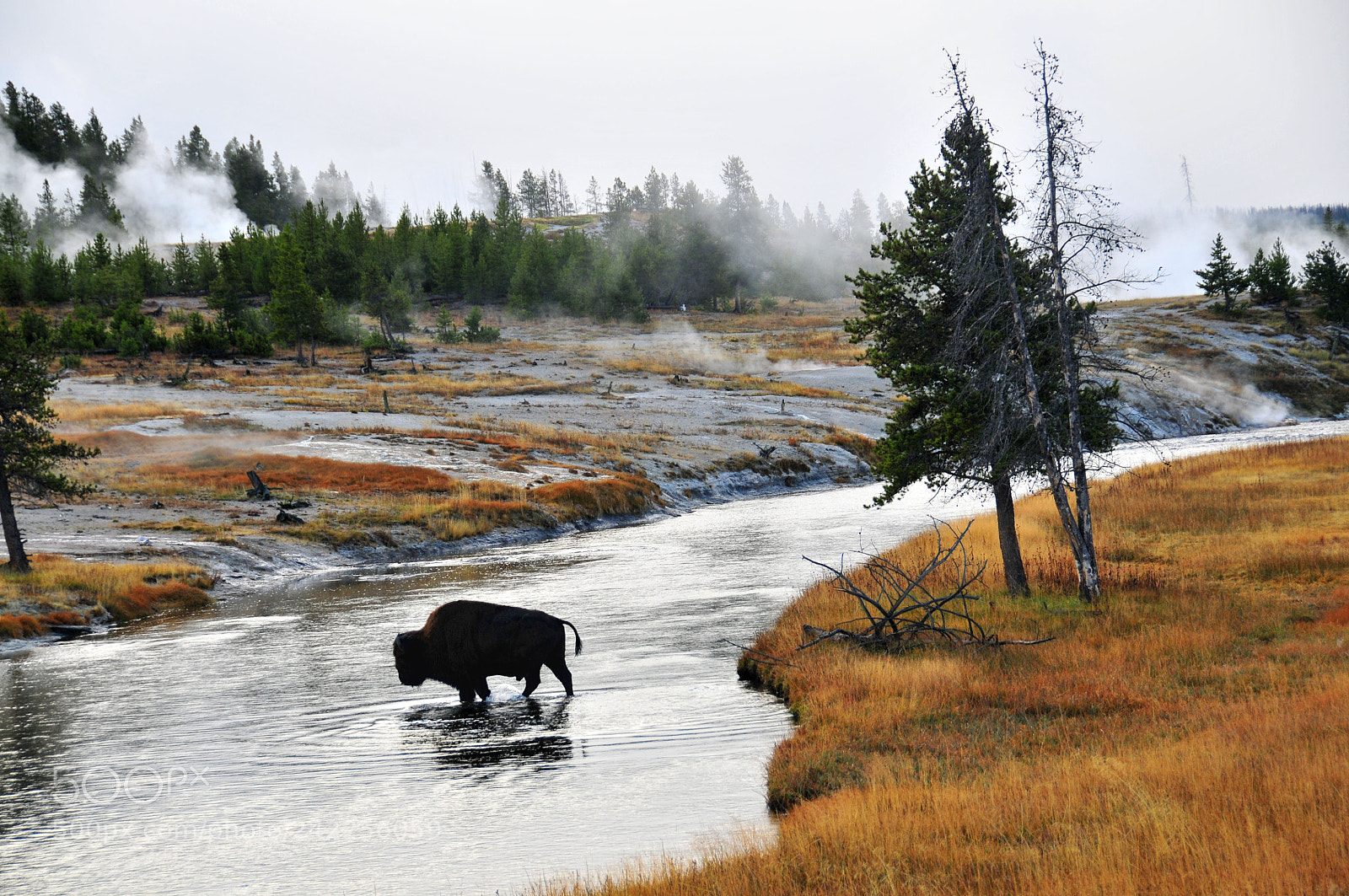 Nikon D300 sample photo. Bison in yellowstone photography