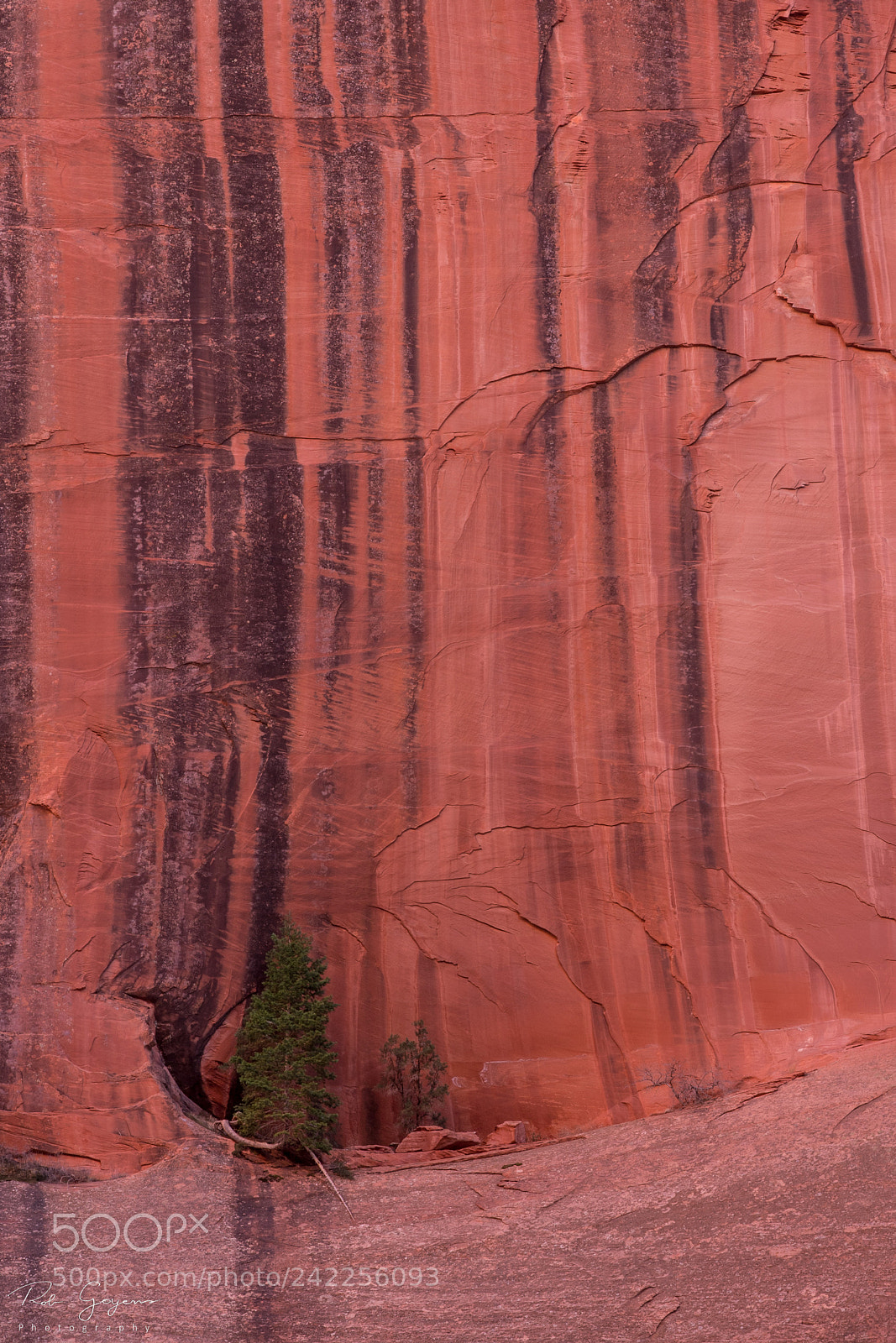 Canon EOS 6D Mark II sample photo. Tree cliff photography
