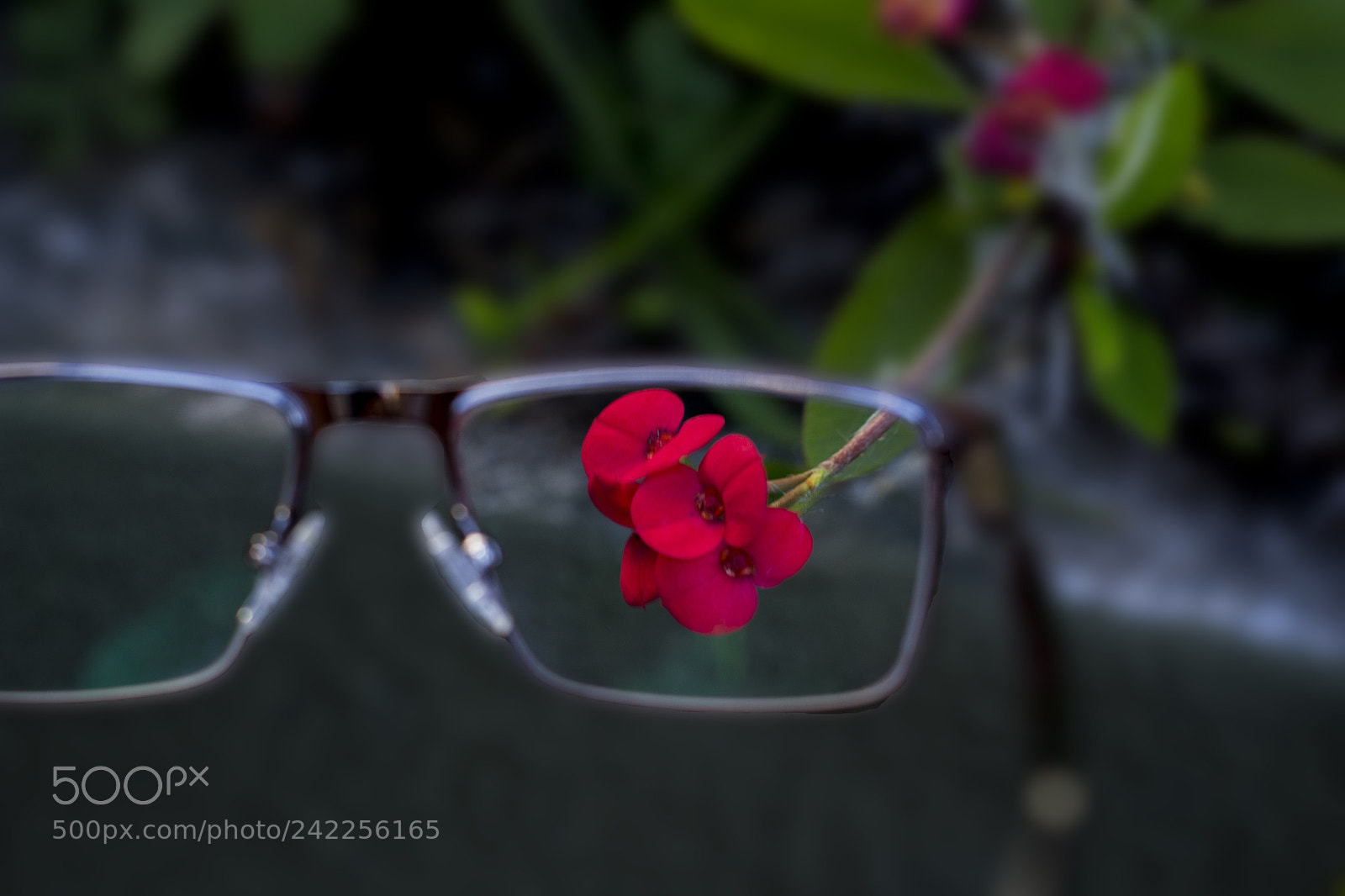 Canon EOS 700D (EOS Rebel T5i / EOS Kiss X7i) sample photo. Flor photography