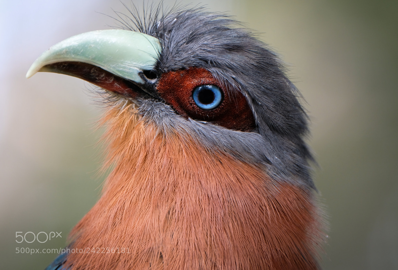 Fujifilm X-T2 sample photo. Chestnut-breasted malkoha cuckoo photography