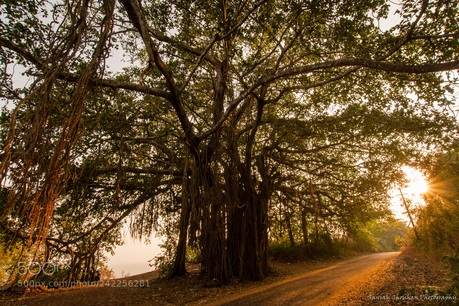 Nikon D7200 sample photo. Fort aguada banyan tree photography