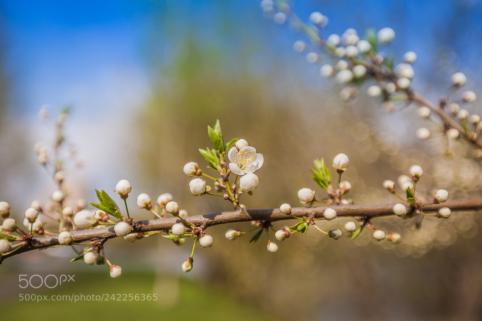 Canon EOS 5D sample photo. White cherry flowers branch photography