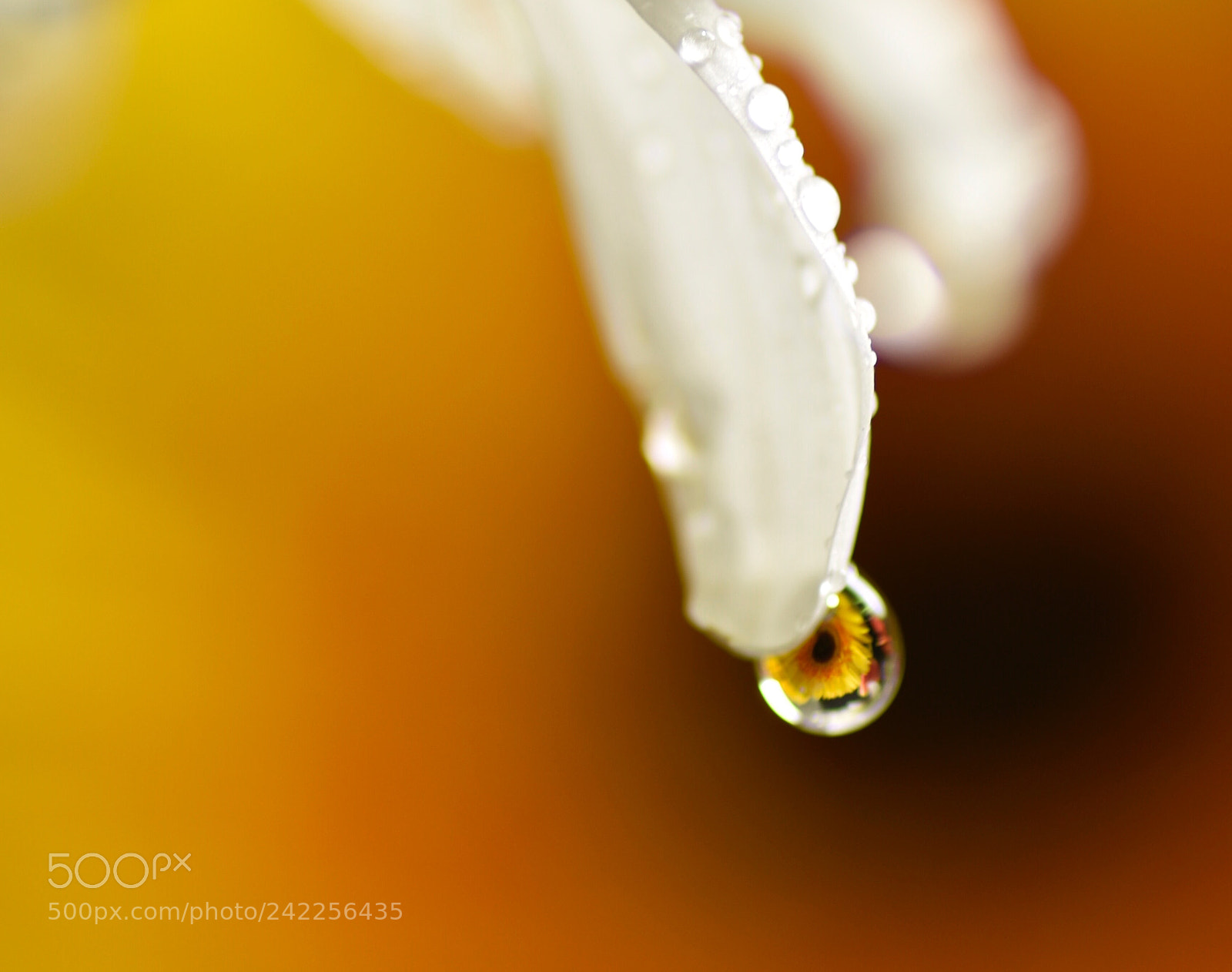 Nikon D7200 sample photo. Droplet photography