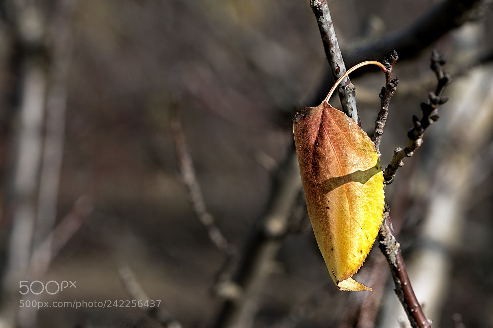 Fujifilm X-T2 sample photo. The last leaf photography