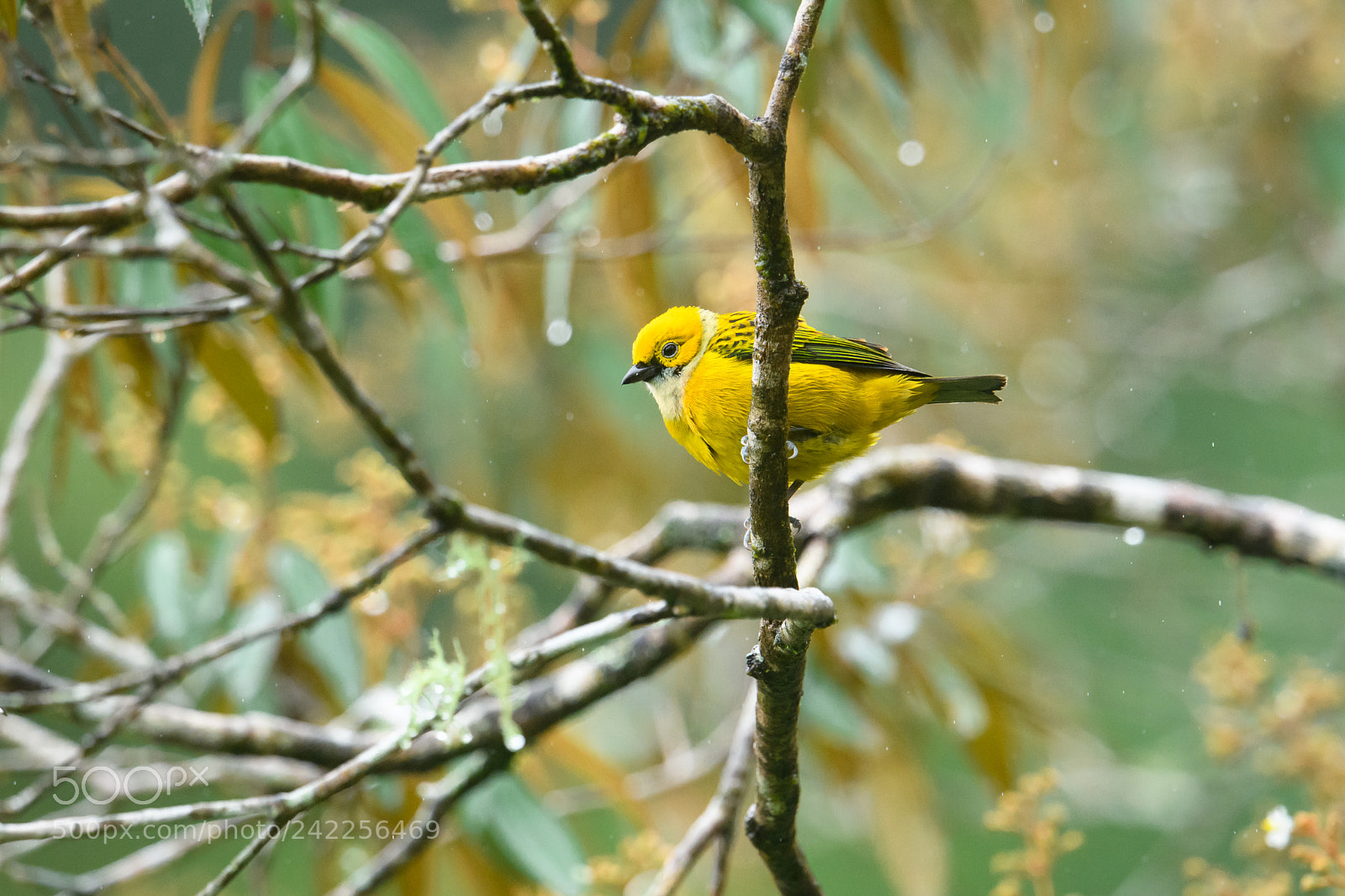Nikon D850 sample photo. Silver throated tanager photography