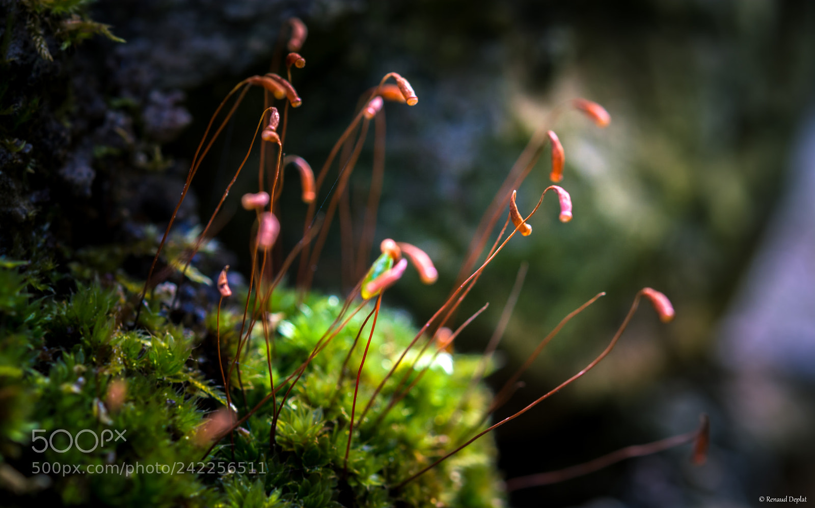 Nikon D7100 sample photo. Nature... photography