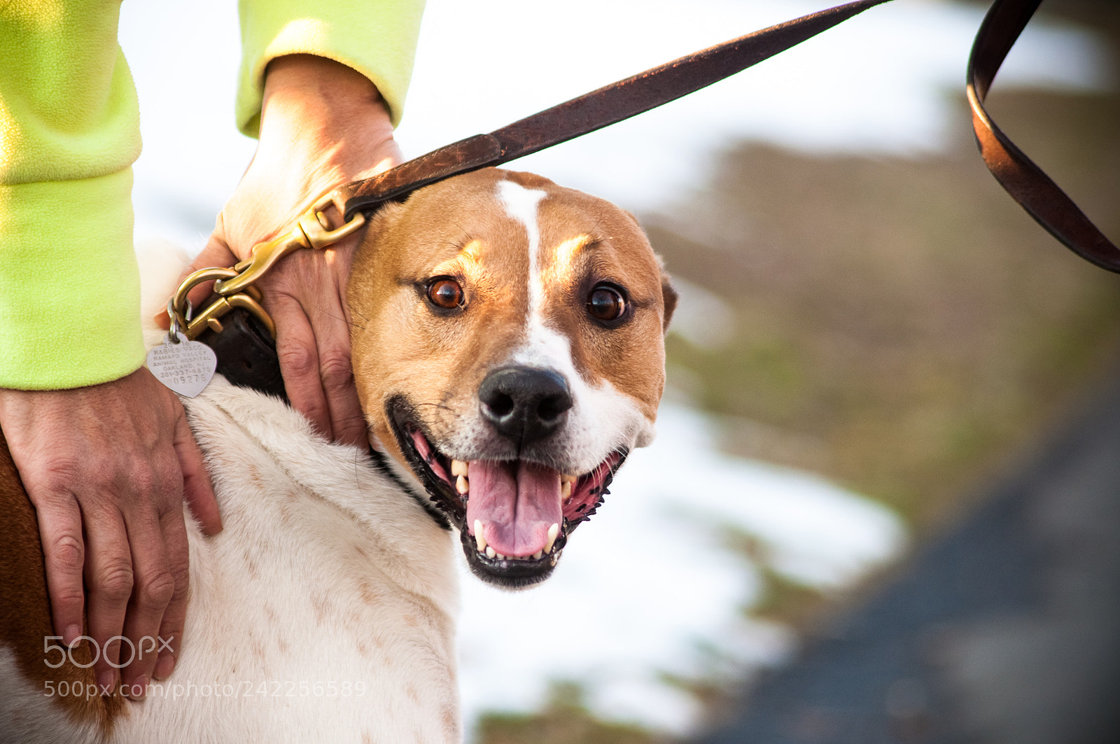 Nikon D90 sample photo. Woof photography