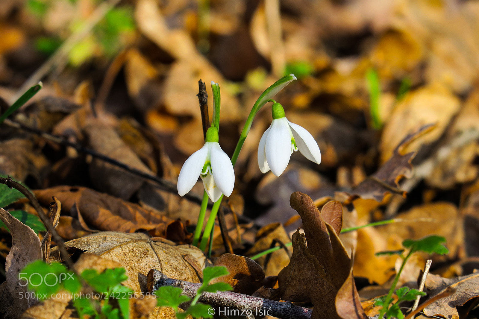 Canon PowerShot G3 X sample photo. Snowdrop in january photography