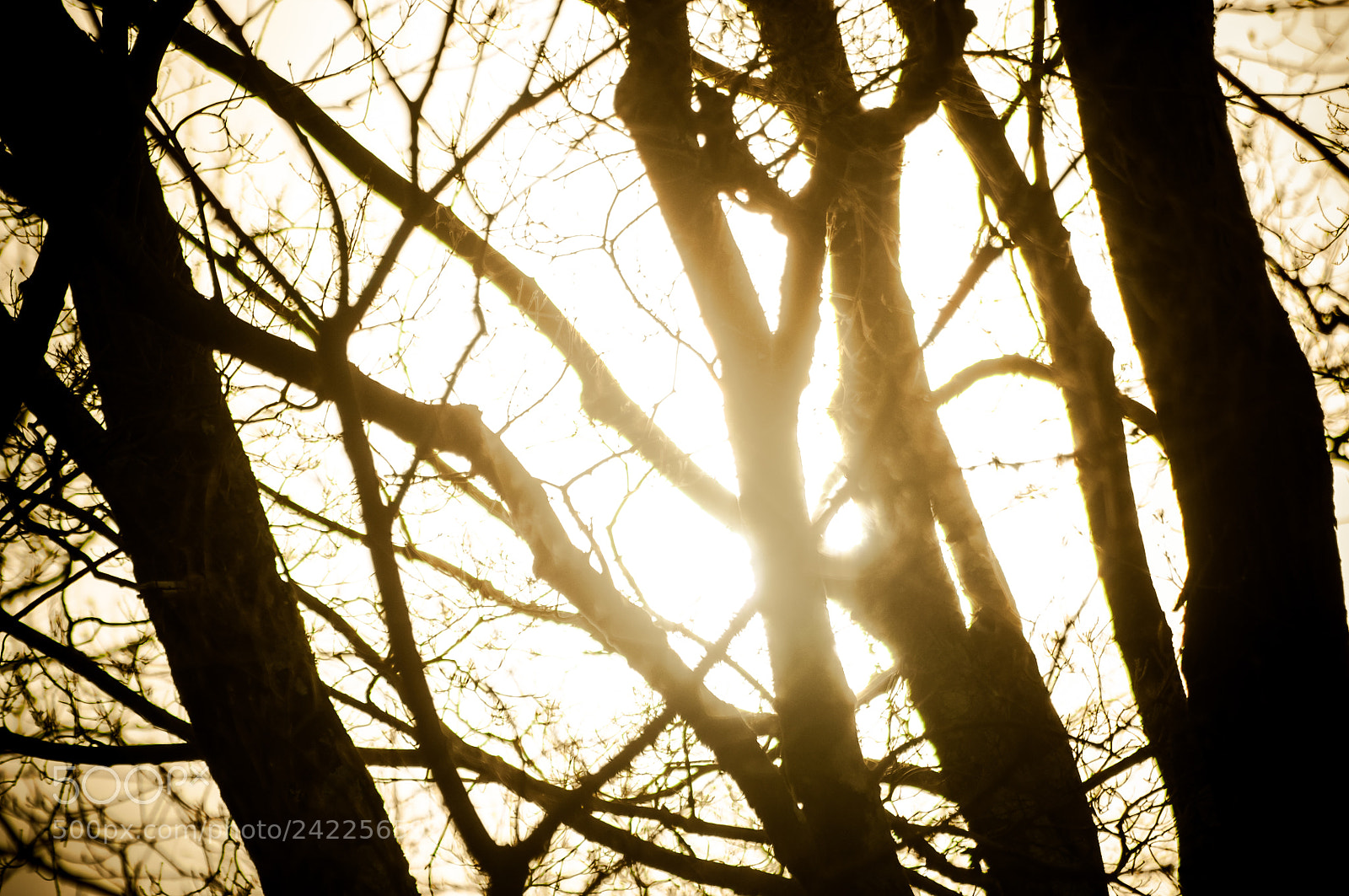 Nikon D90 sample photo. Through the branches photography
