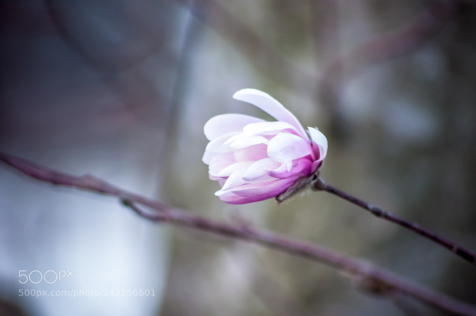 Nikon D90 sample photo. Lavender photography