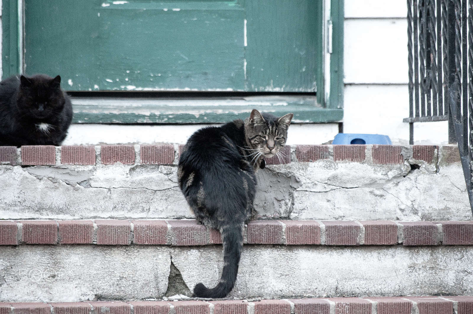 Nikon D90 sample photo. Grumpy photography