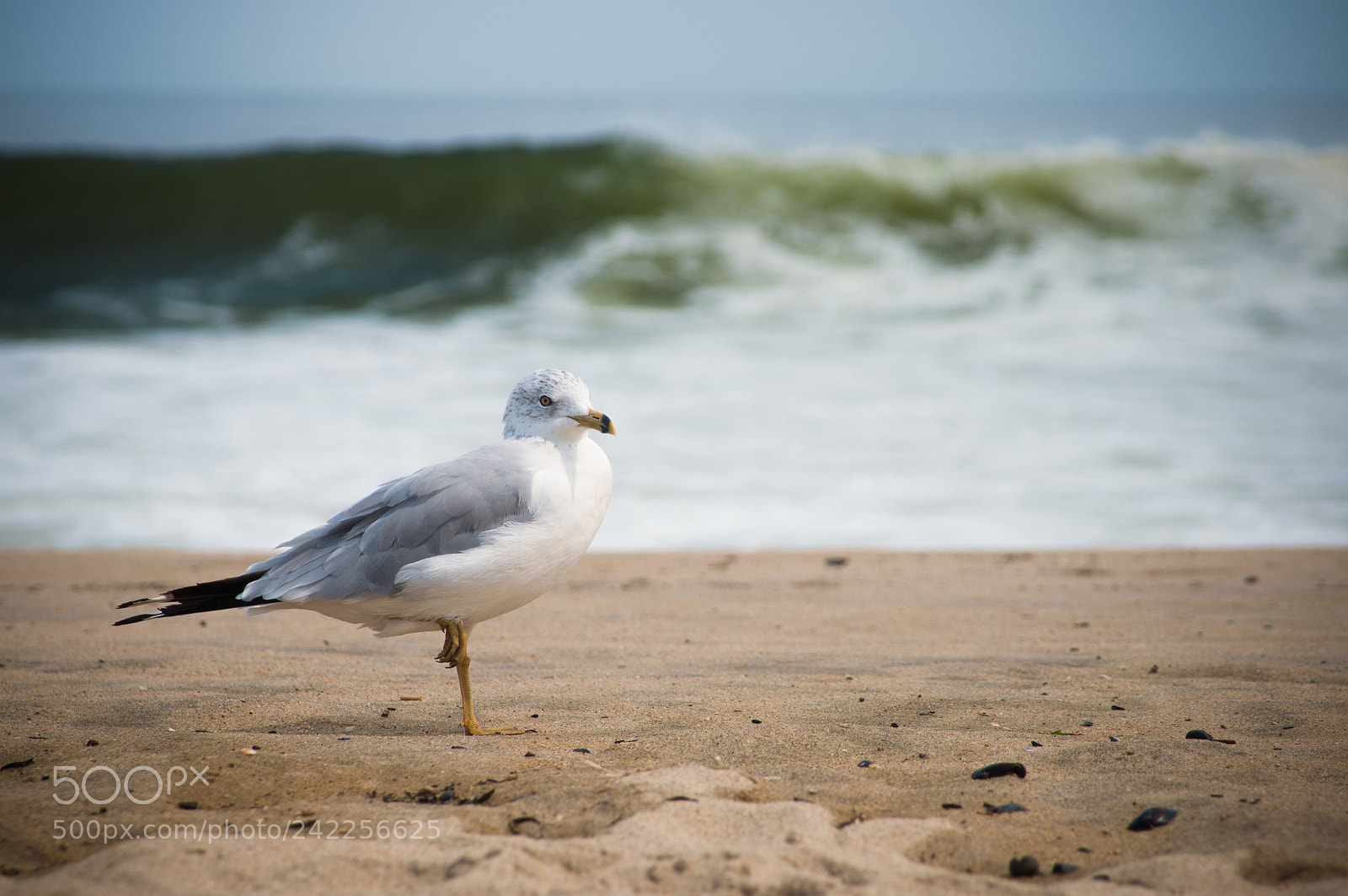 Nikon D90 sample photo. Balancing act photography