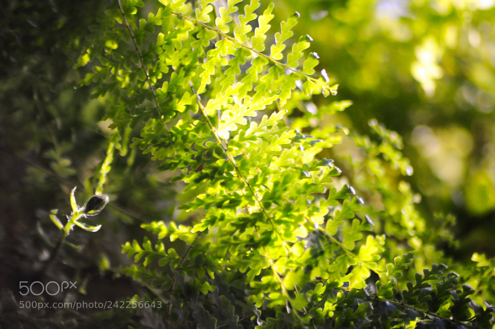 Nikon D90 sample photo. A closeup photography