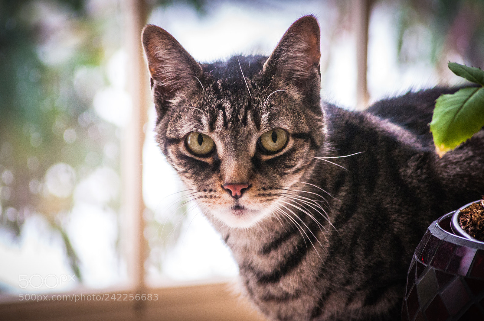 Nikon D90 sample photo. Chester photography