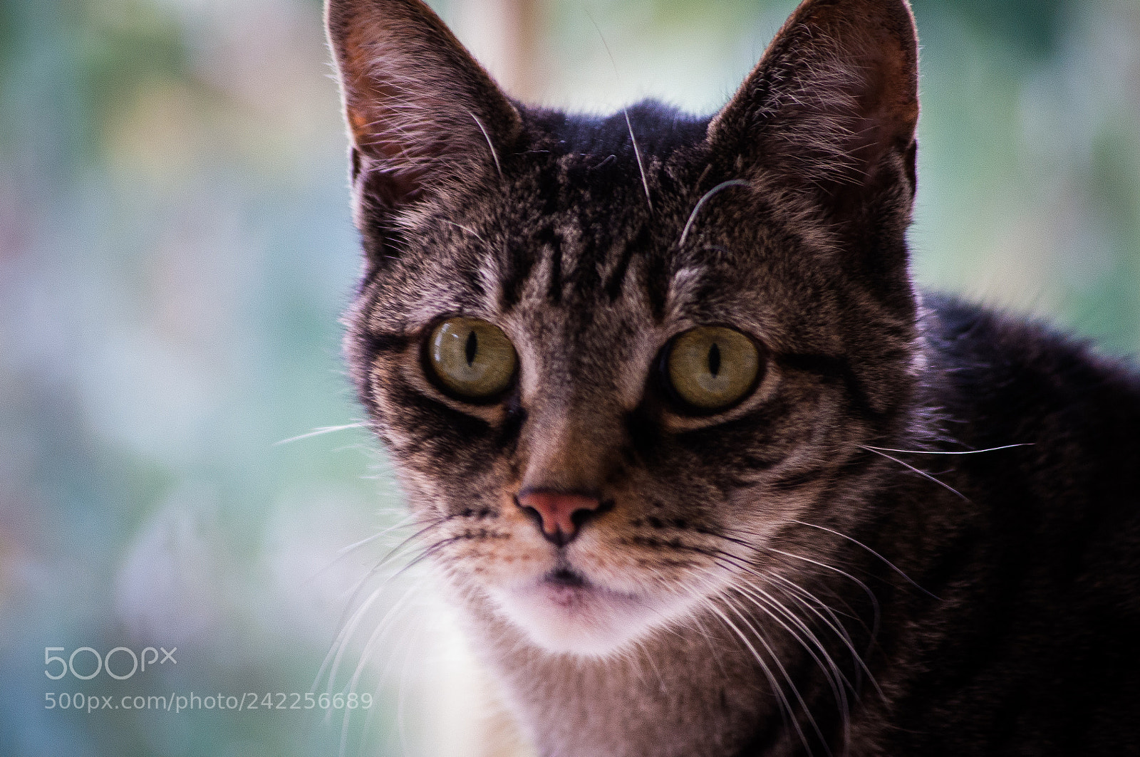 Nikon D90 sample photo. Curiosity photography