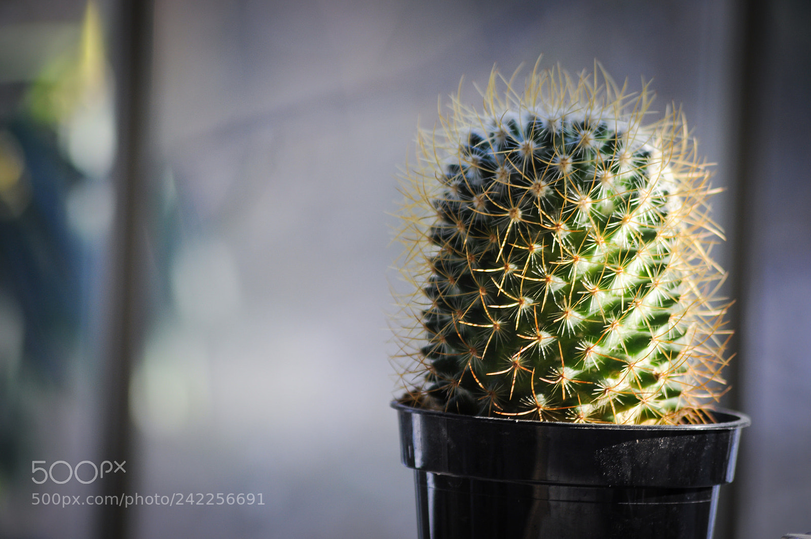 Nikon D90 sample photo. Prickly photography