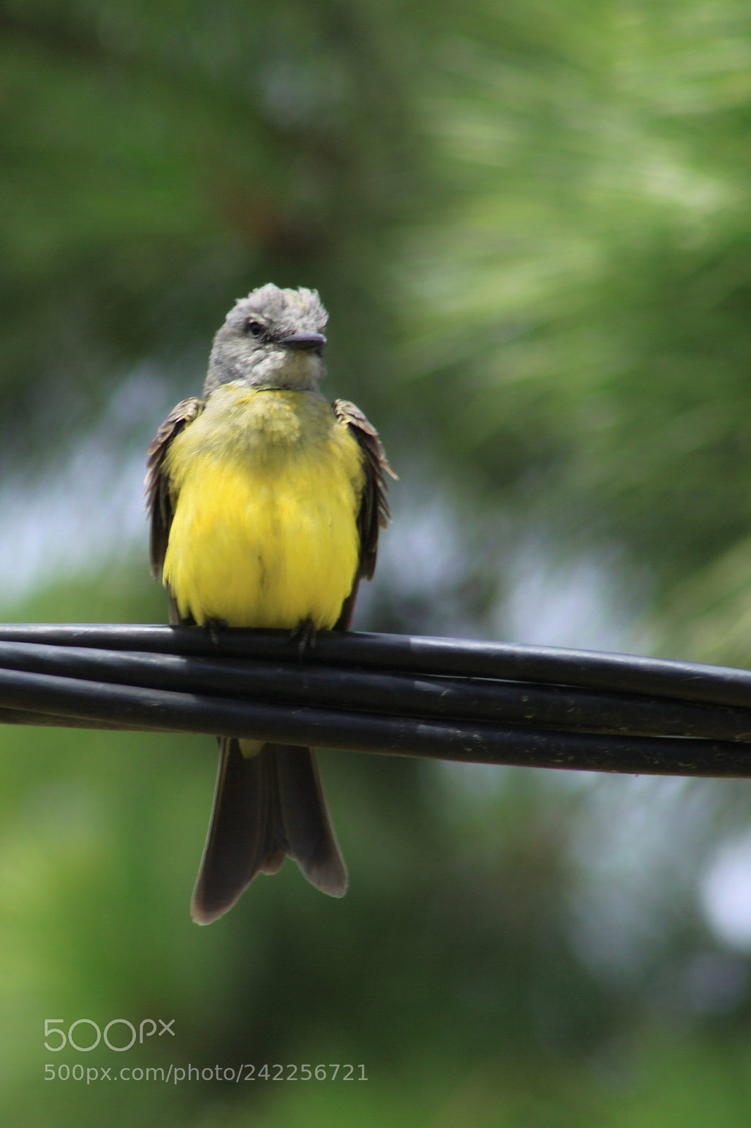 Canon EOS 50D sample photo. Tyrannus melancholicus ii photography