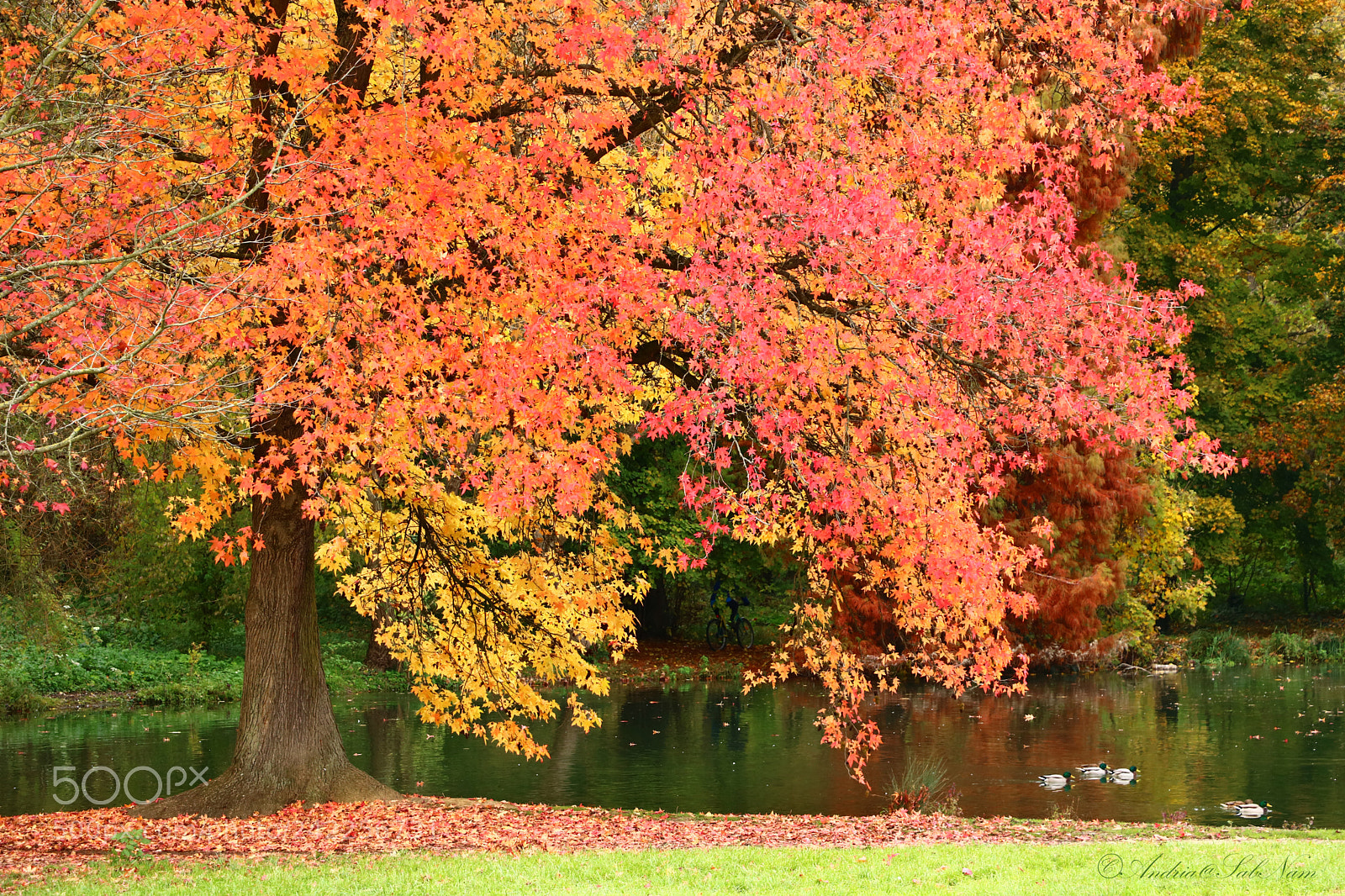 Canon EOS 750D (EOS Rebel T6i / EOS Kiss X8i) sample photo. Cycling in autumn photography