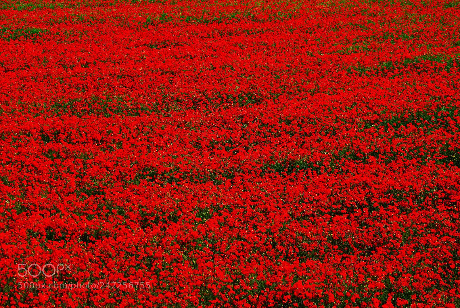 Nikon D80 sample photo. Poppy fields photography