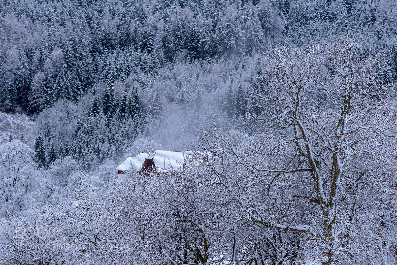 Nikon D810 sample photo. Winter magic photography