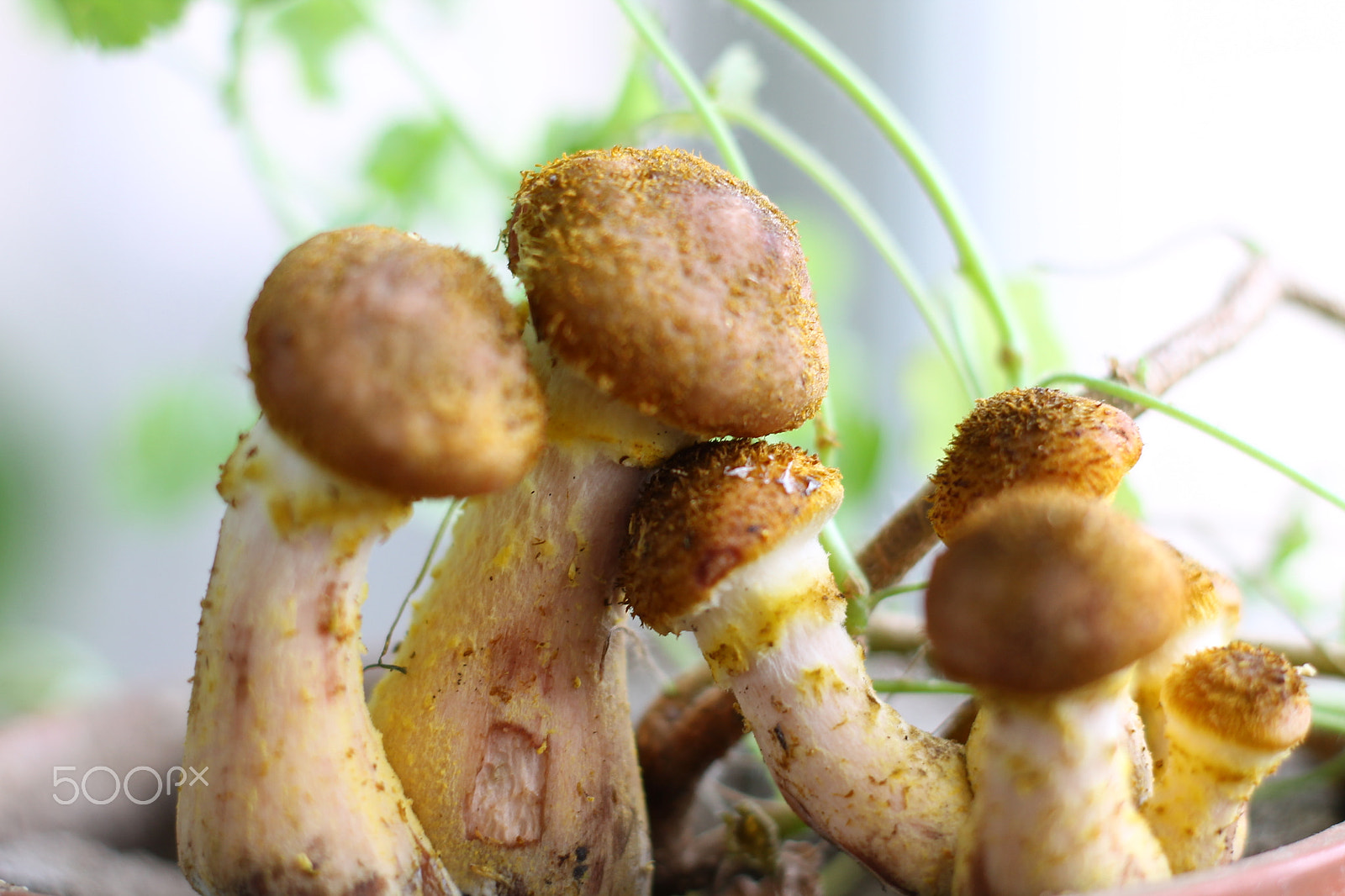 Canon EOS 1100D (EOS Rebel T3 / EOS Kiss X50) + Canon EF 50mm F1.8 STM sample photo. Mushrooms in pots photography