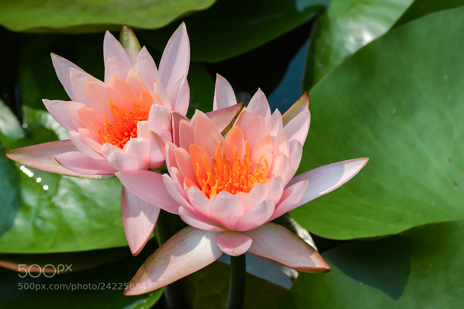 Nikon D7100 sample photo. Untitled photography