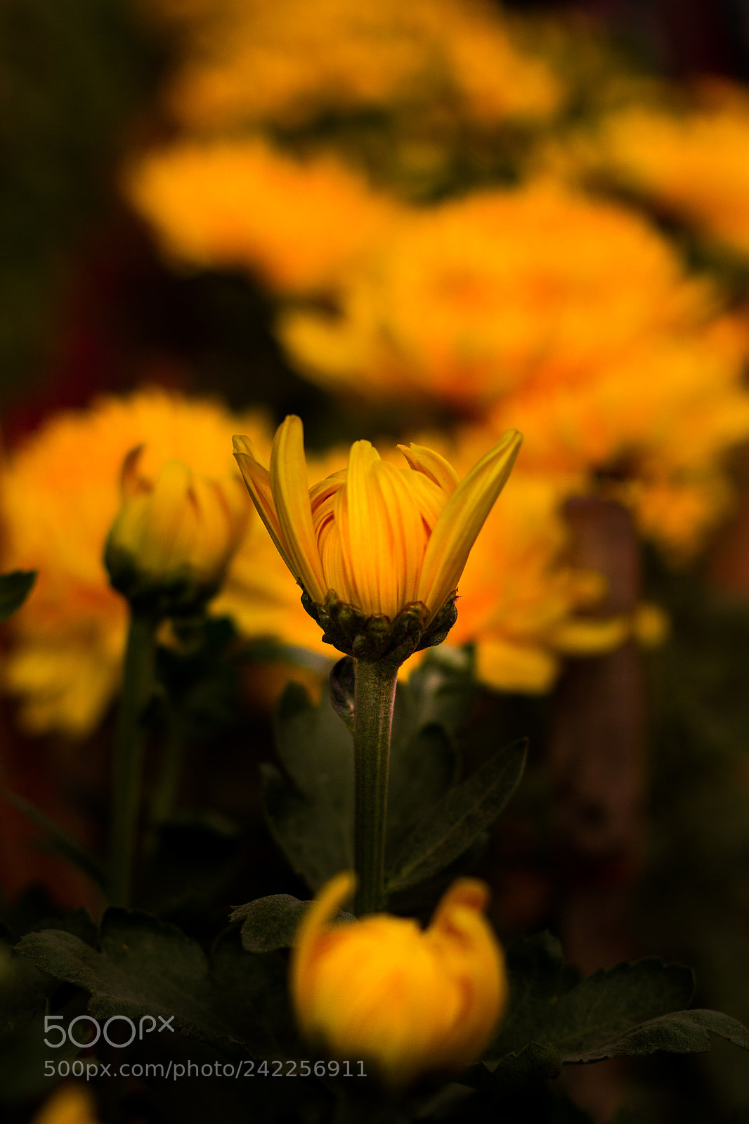 Canon EOS 550D (EOS Rebel T2i / EOS Kiss X4) sample photo. Winter flower-2 photography